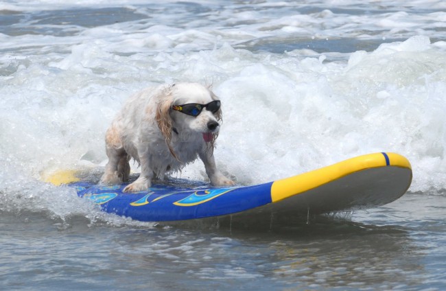 surf-dog