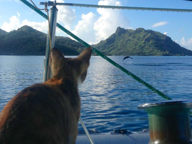 sailing-cat-travelling-world-liz-clark-19