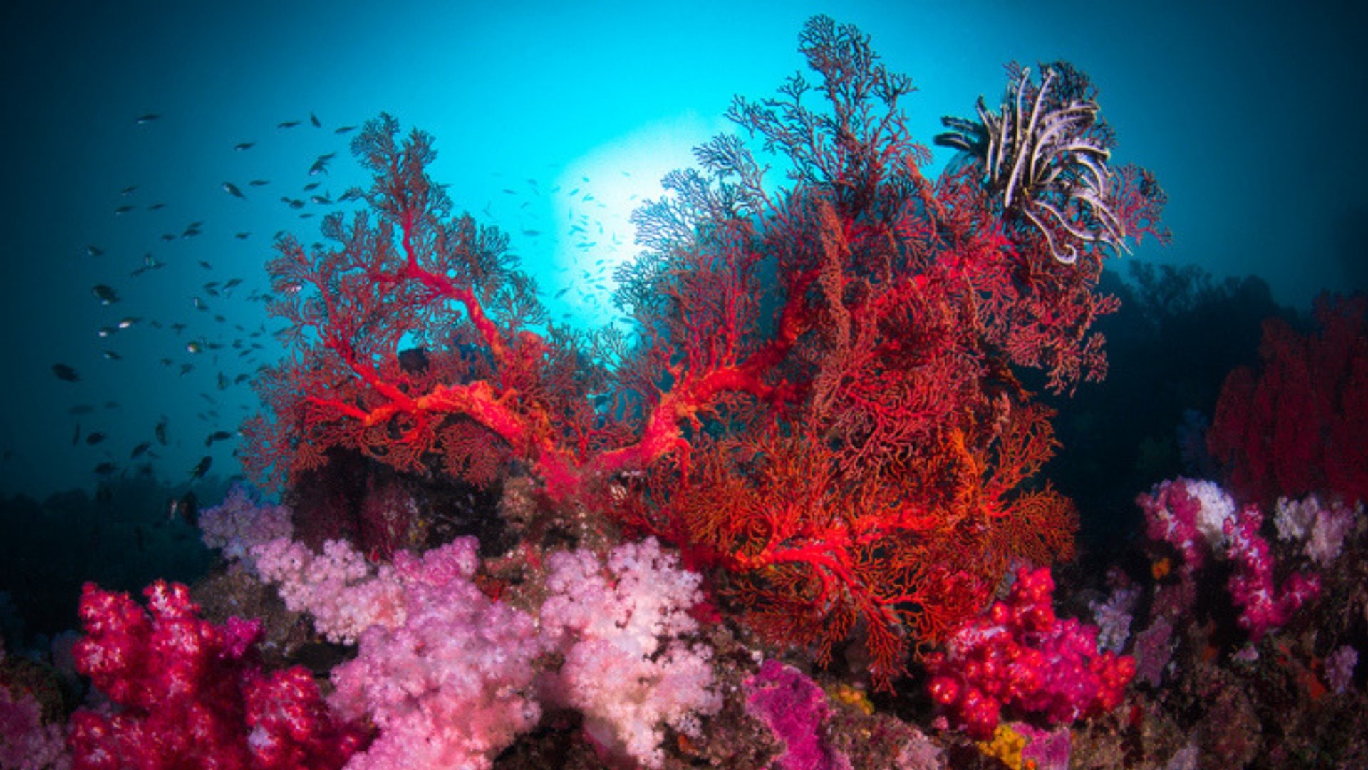 Coral video. Коралловые рифы красного моря. Риф коралловый 54546. Большой Барьерный риф коралловые полипы. Красный коралл рифы.