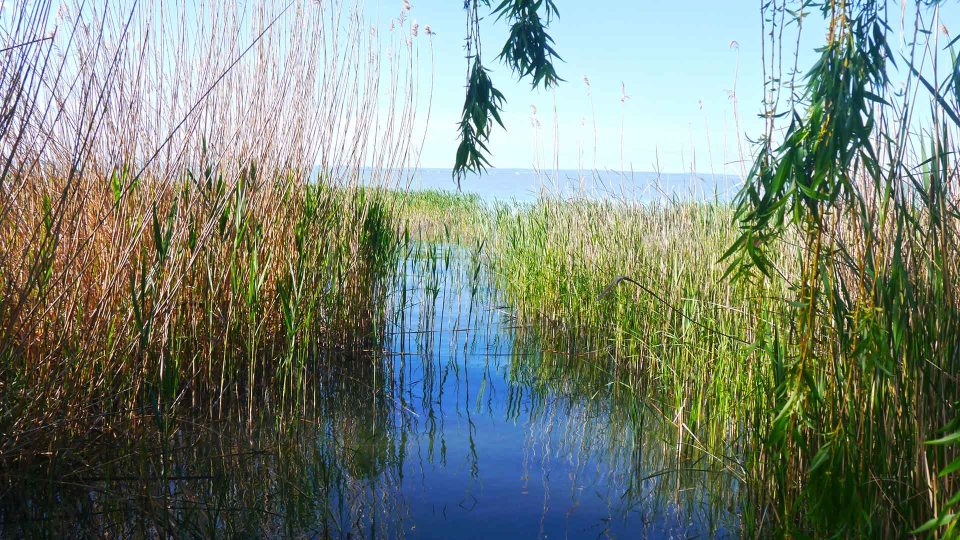 Idén is kevés nádat aratnak a Balatonnál - AQUA Vízisport és Életmód ...