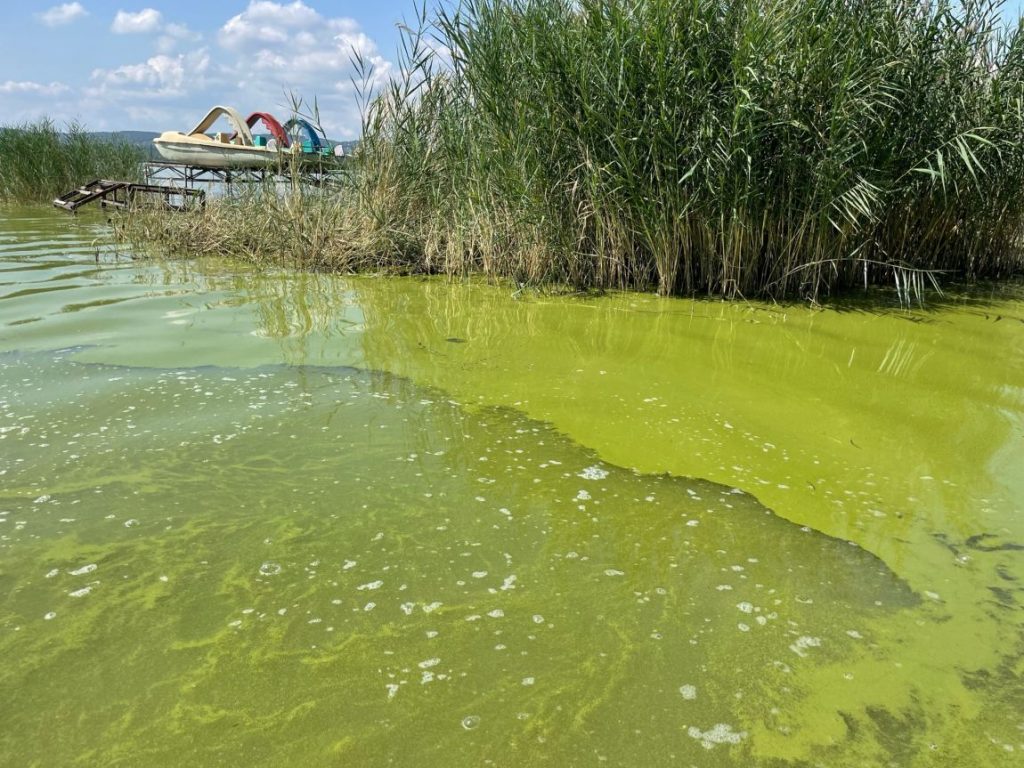 Idén megváltozott a balatoni élővilág összetétele