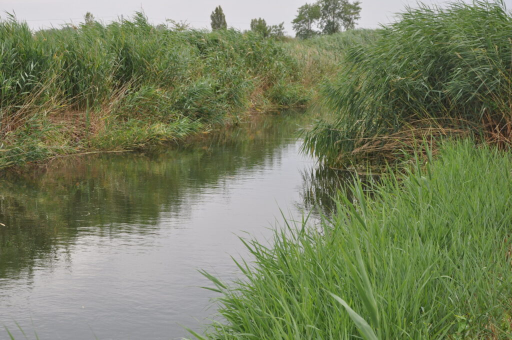Újjáéledhetnek a Homokhátság szikes tavai