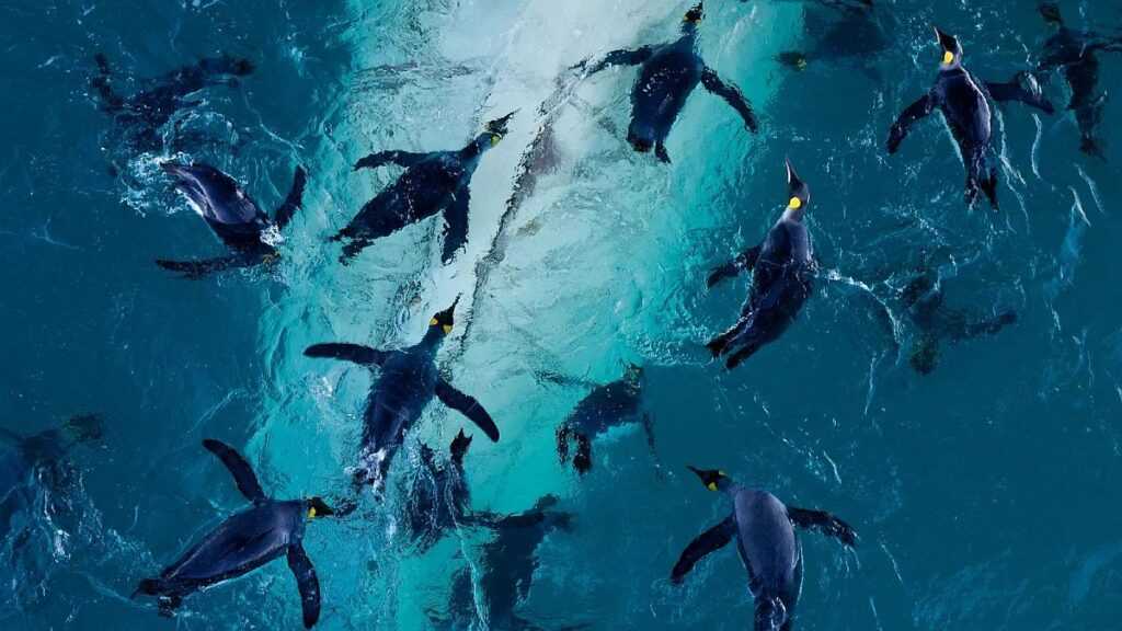 Királypingvinek ebédje